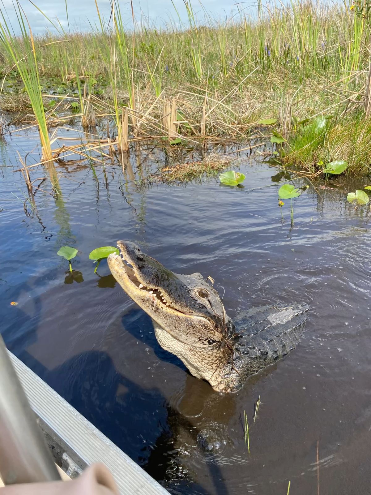 Everglades Airboat & Lunch